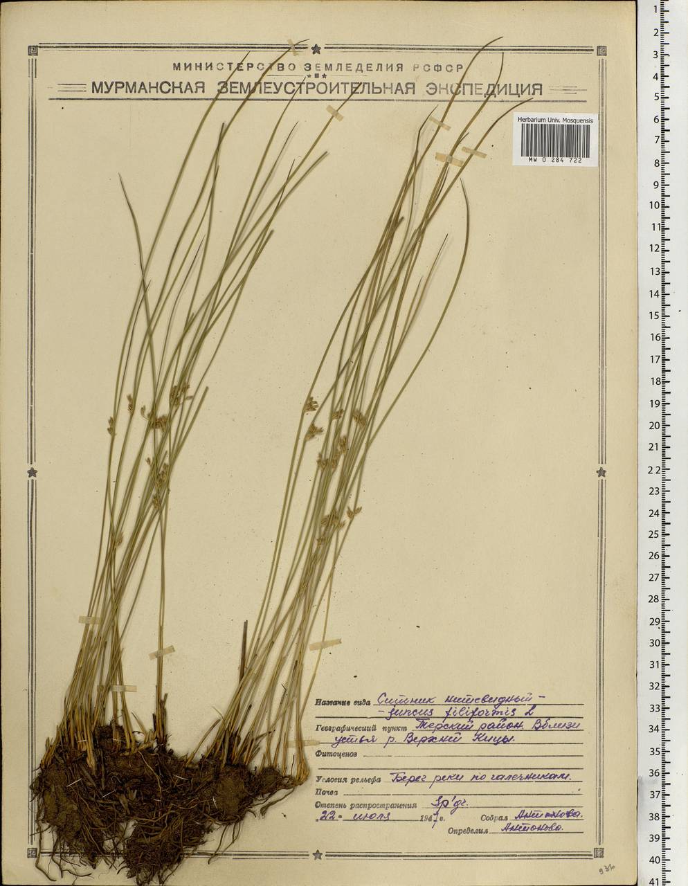 Juncus filiformis L., Eastern Europe, Northern region (E1) (Russia)