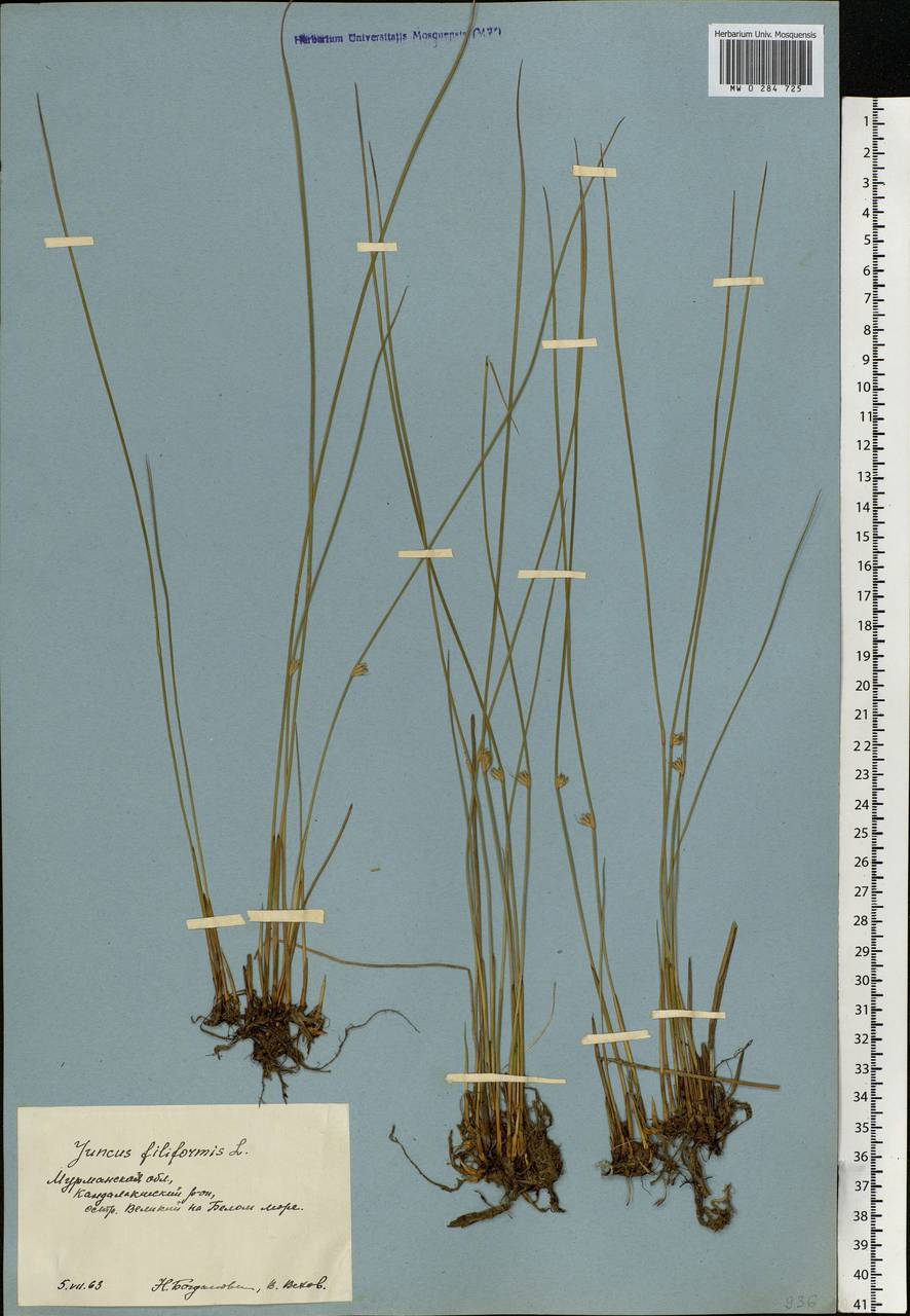 Juncus filiformis L., Eastern Europe, Northern region (E1) (Russia)