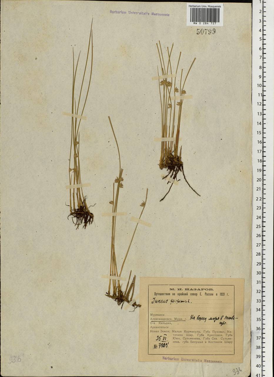 Juncus filiformis L., Eastern Europe, Northern region (E1) (Russia)