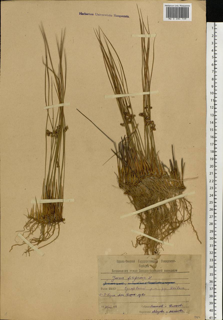 Juncus filiformis L., Eastern Europe, Northern region (E1) (Russia)