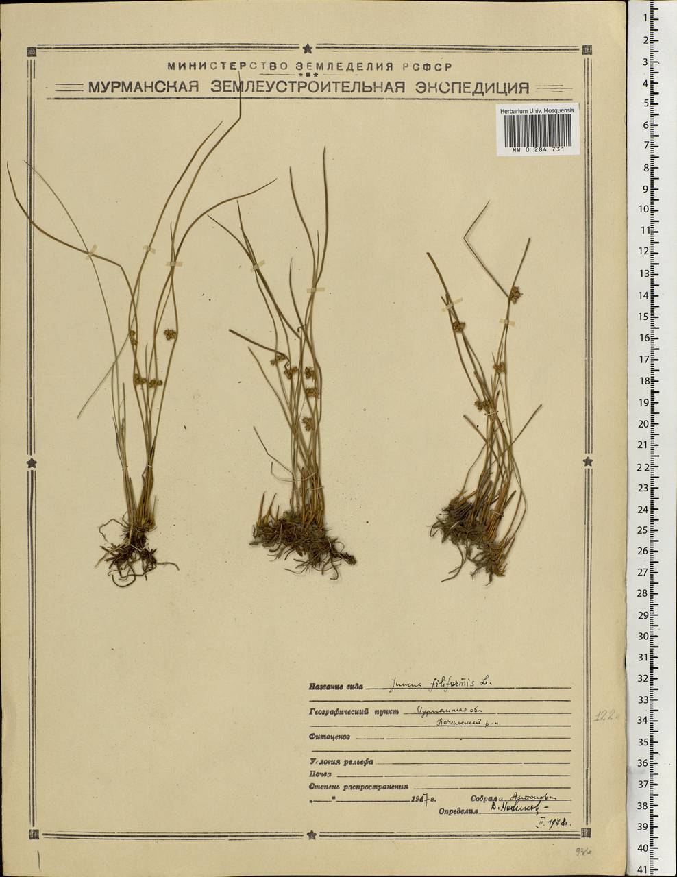 Juncus filiformis L., Eastern Europe, Northern region (E1) (Russia)