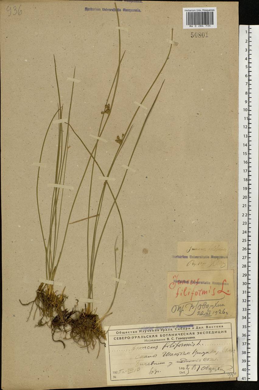 Juncus filiformis L., Eastern Europe, Northern region (E1) (Russia)