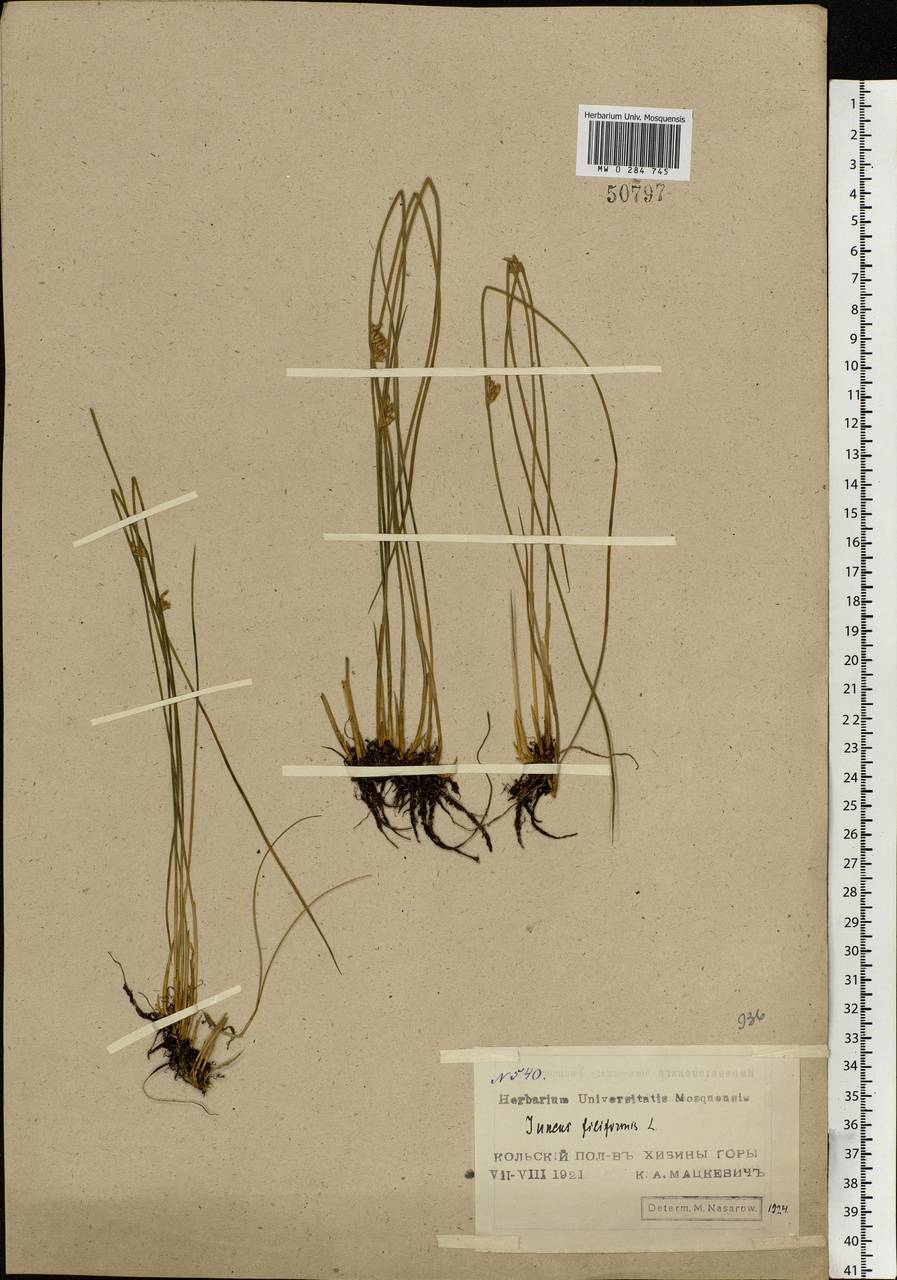 Juncus filiformis L., Eastern Europe, Northern region (E1) (Russia)