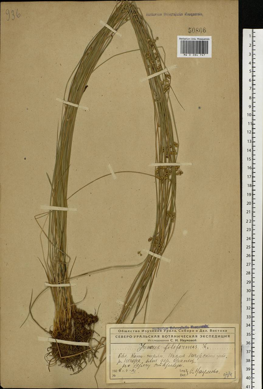 Juncus filiformis L., Eastern Europe, Northern region (E1) (Russia)