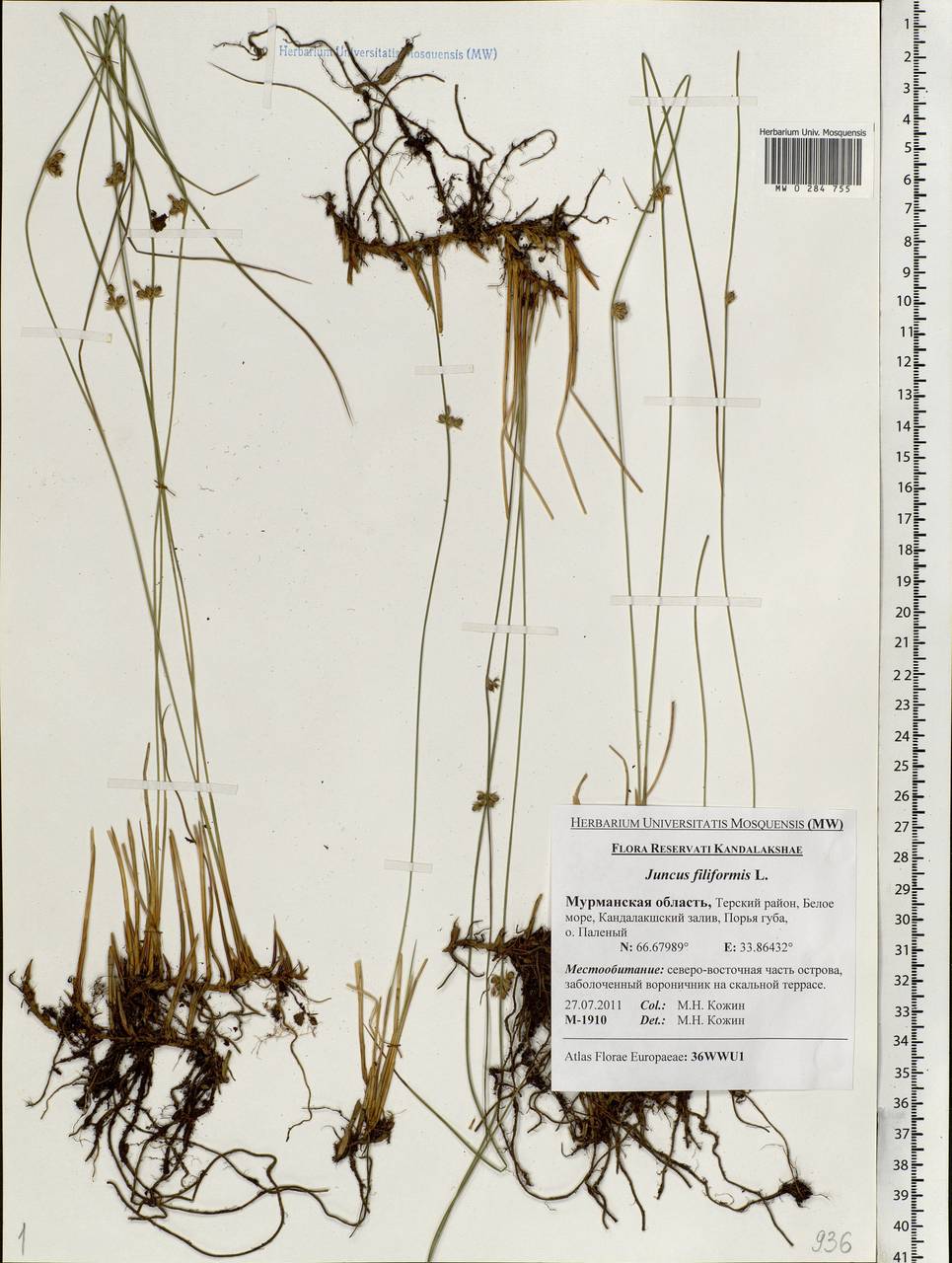 Juncus filiformis L., Eastern Europe, Northern region (E1) (Russia)