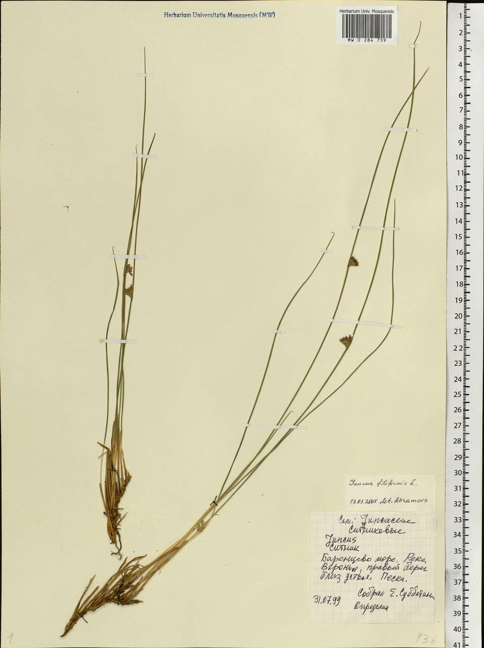 Juncus filiformis L., Eastern Europe, Northern region (E1) (Russia)