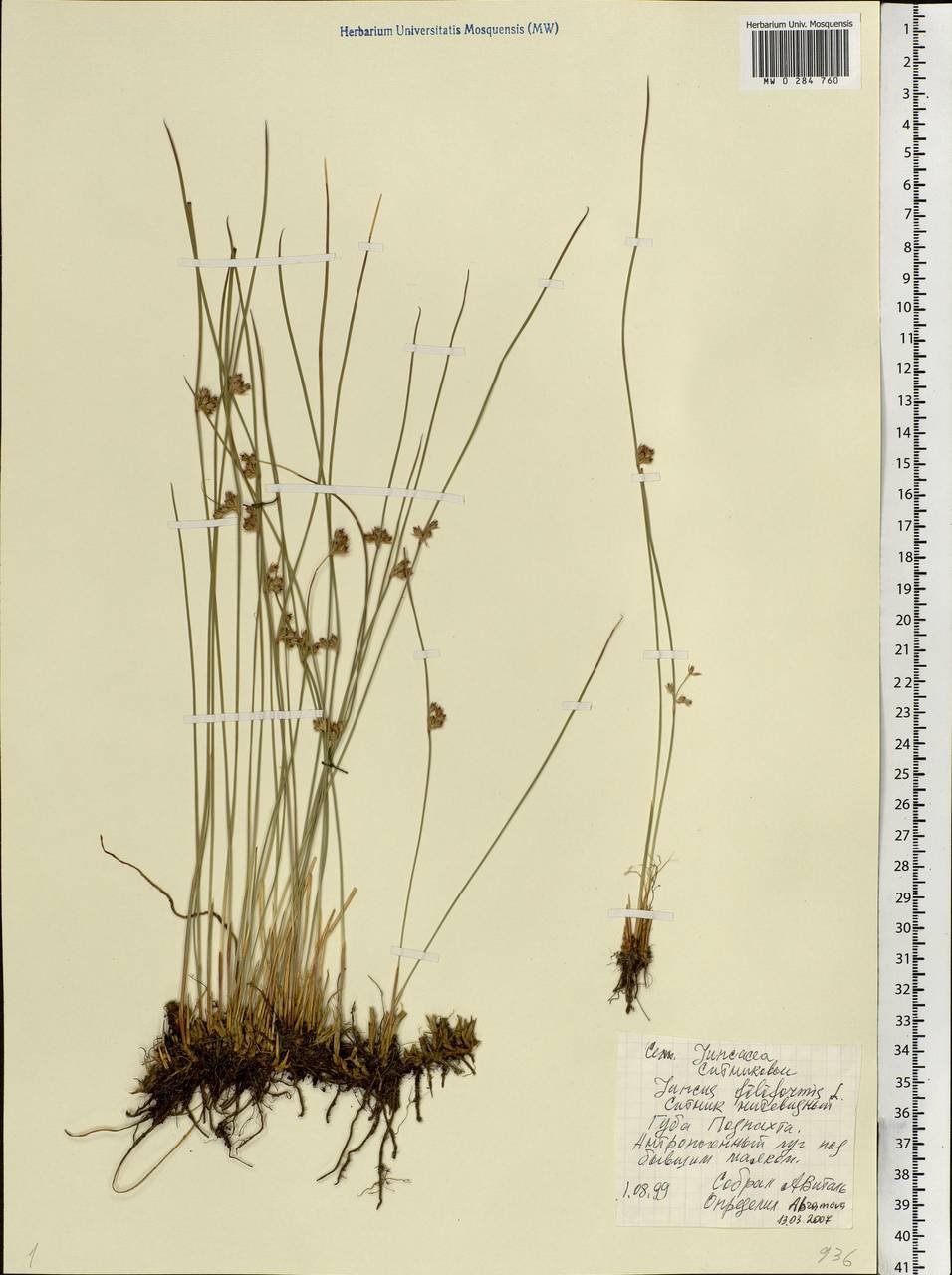 Juncus filiformis L., Eastern Europe, Northern region (E1) (Russia)
