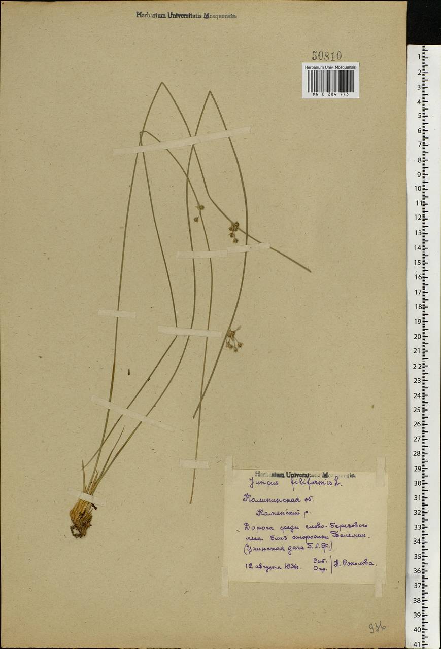 Juncus filiformis L., Eastern Europe, North-Western region (E2) (Russia)