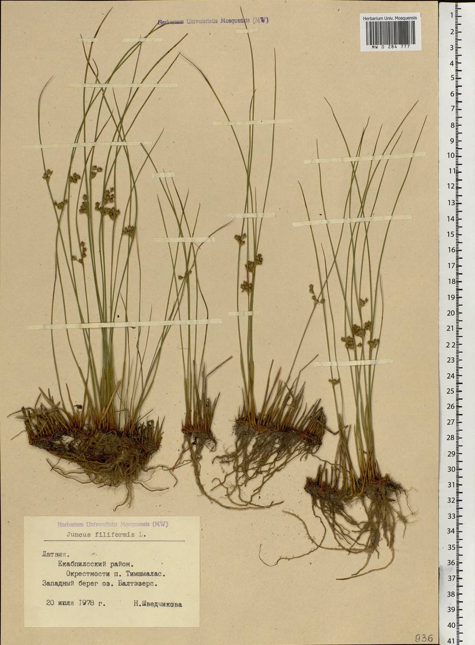 Juncus filiformis L., Eastern Europe, Latvia (E2b) (Latvia)