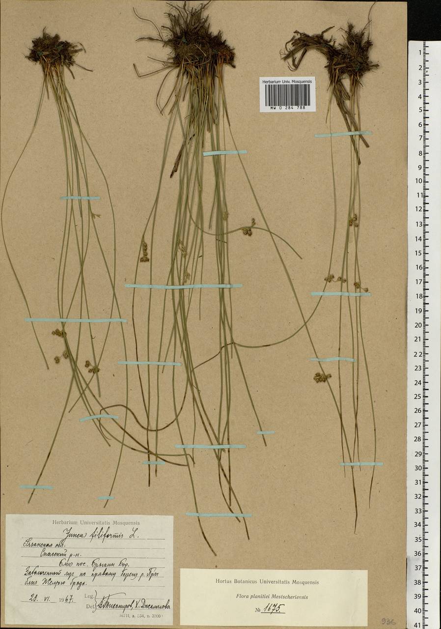 Juncus filiformis L., Eastern Europe, Central region (E4) (Russia)