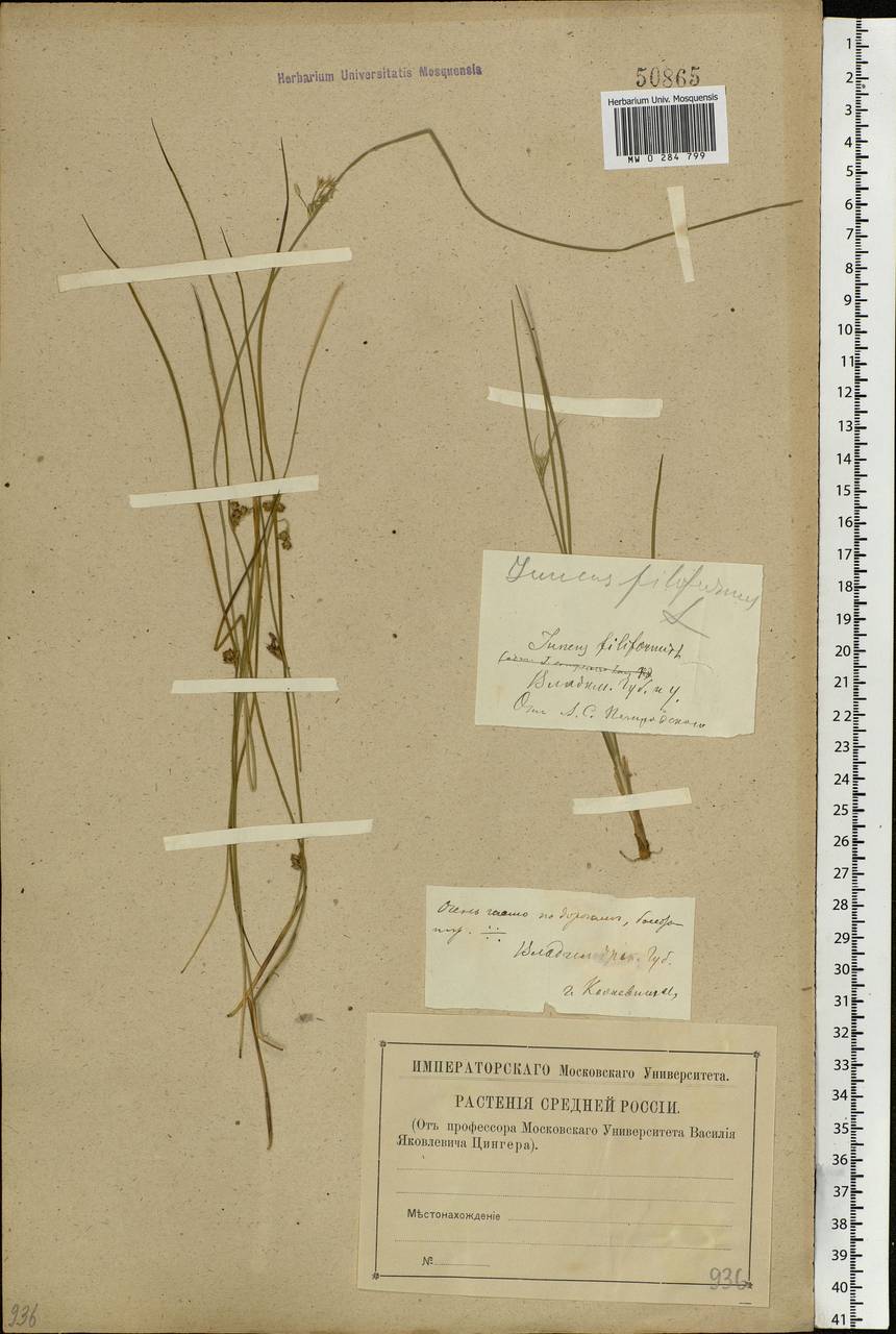 Juncus filiformis L., Eastern Europe, Central region (E4) (Russia)