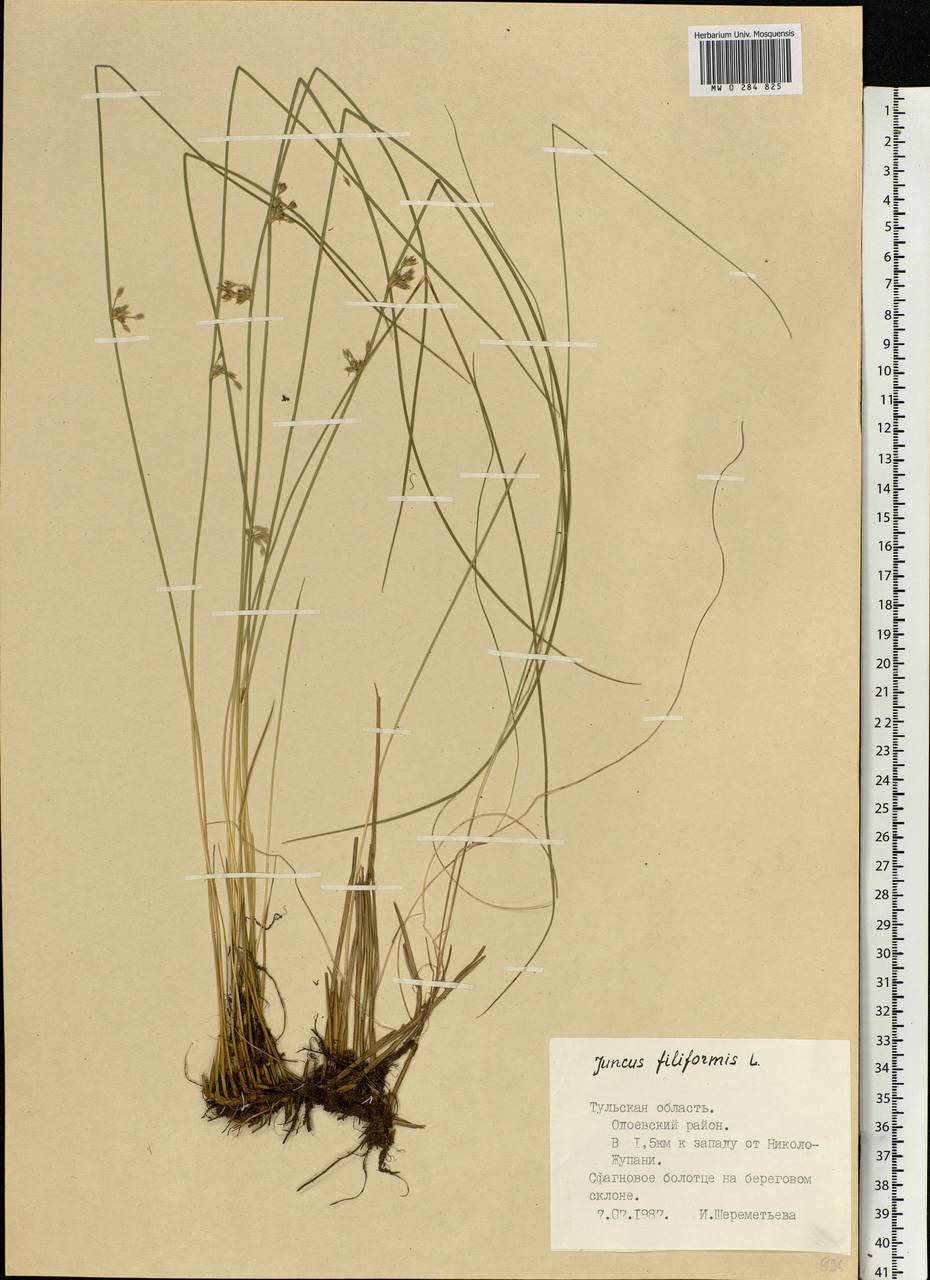 Juncus filiformis L., Eastern Europe, Central region (E4) (Russia)