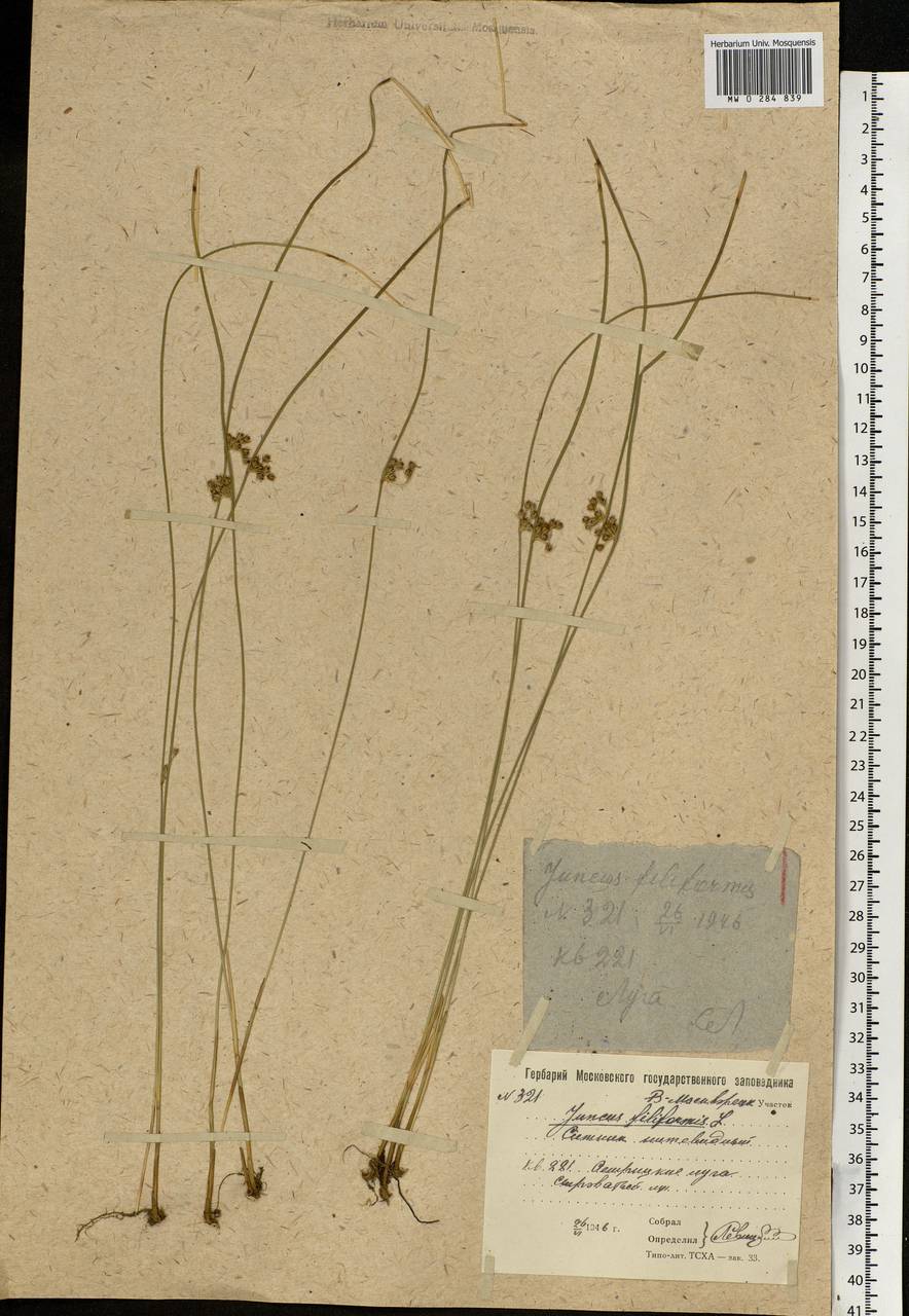 Juncus filiformis L., Eastern Europe, Moscow region (E4a) (Russia)