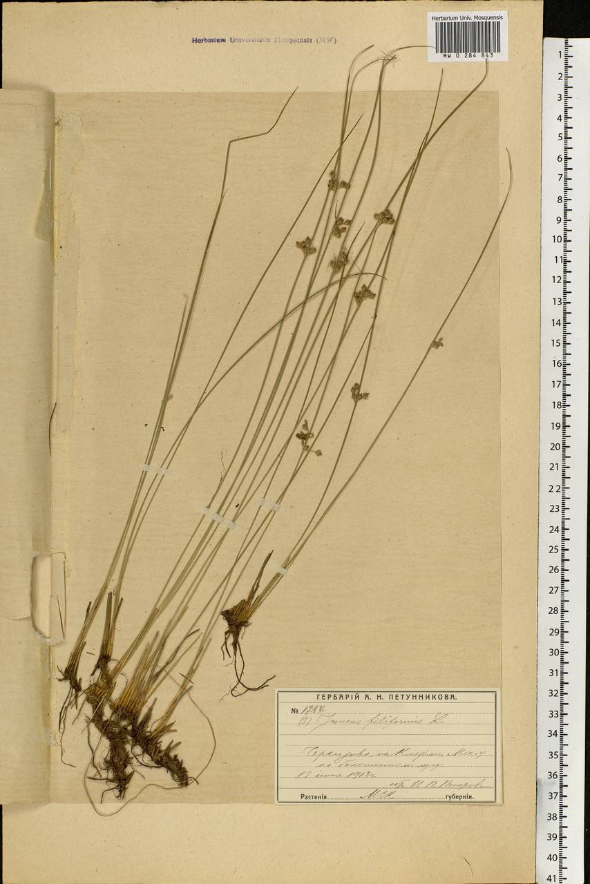 Juncus filiformis L., Eastern Europe, Moscow region (E4a) (Russia)