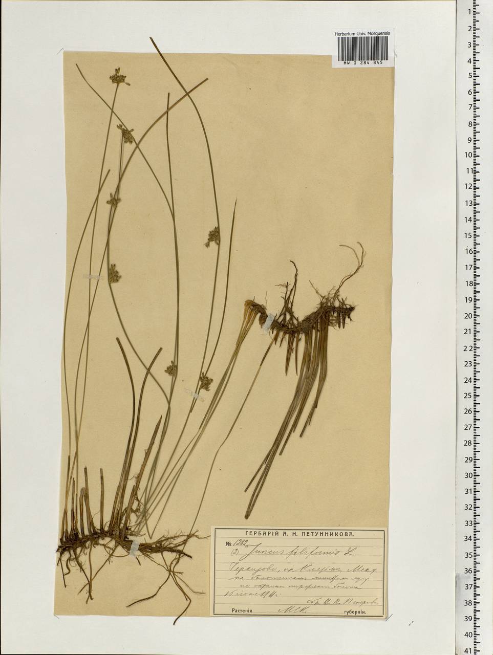 Juncus filiformis L., Eastern Europe, Moscow region (E4a) (Russia)