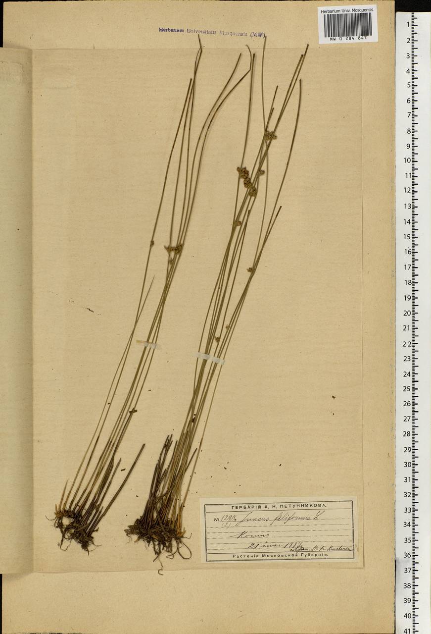 Juncus filiformis L., Eastern Europe, Moscow region (E4a) (Russia)