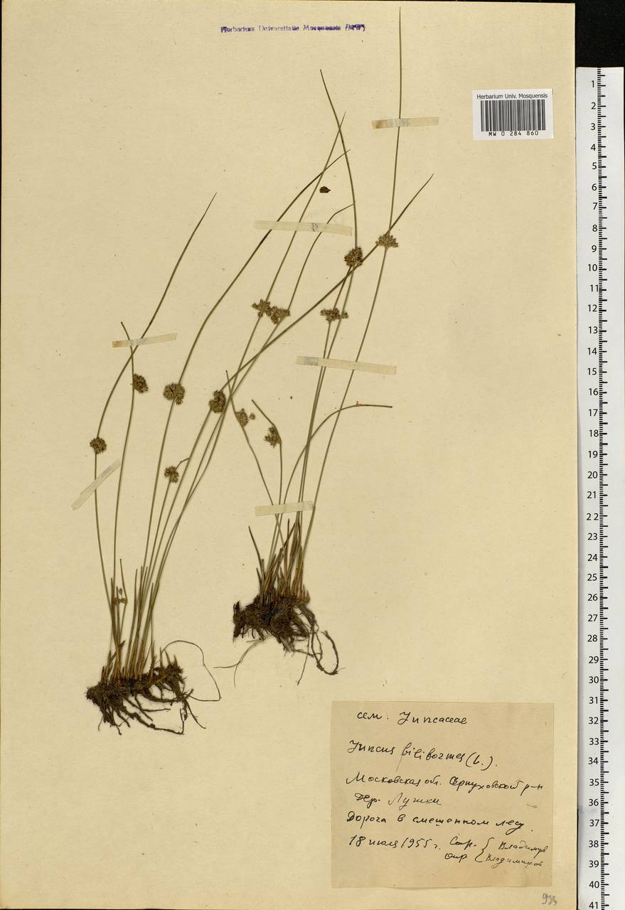 Juncus filiformis L., Eastern Europe, Moscow region (E4a) (Russia)