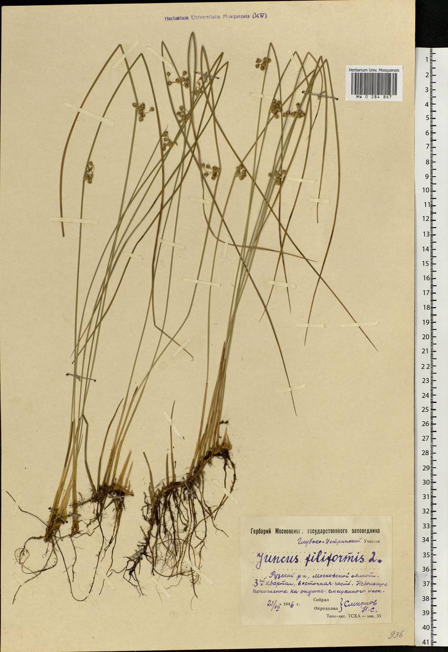 Juncus filiformis L., Eastern Europe, Moscow region (E4a) (Russia)