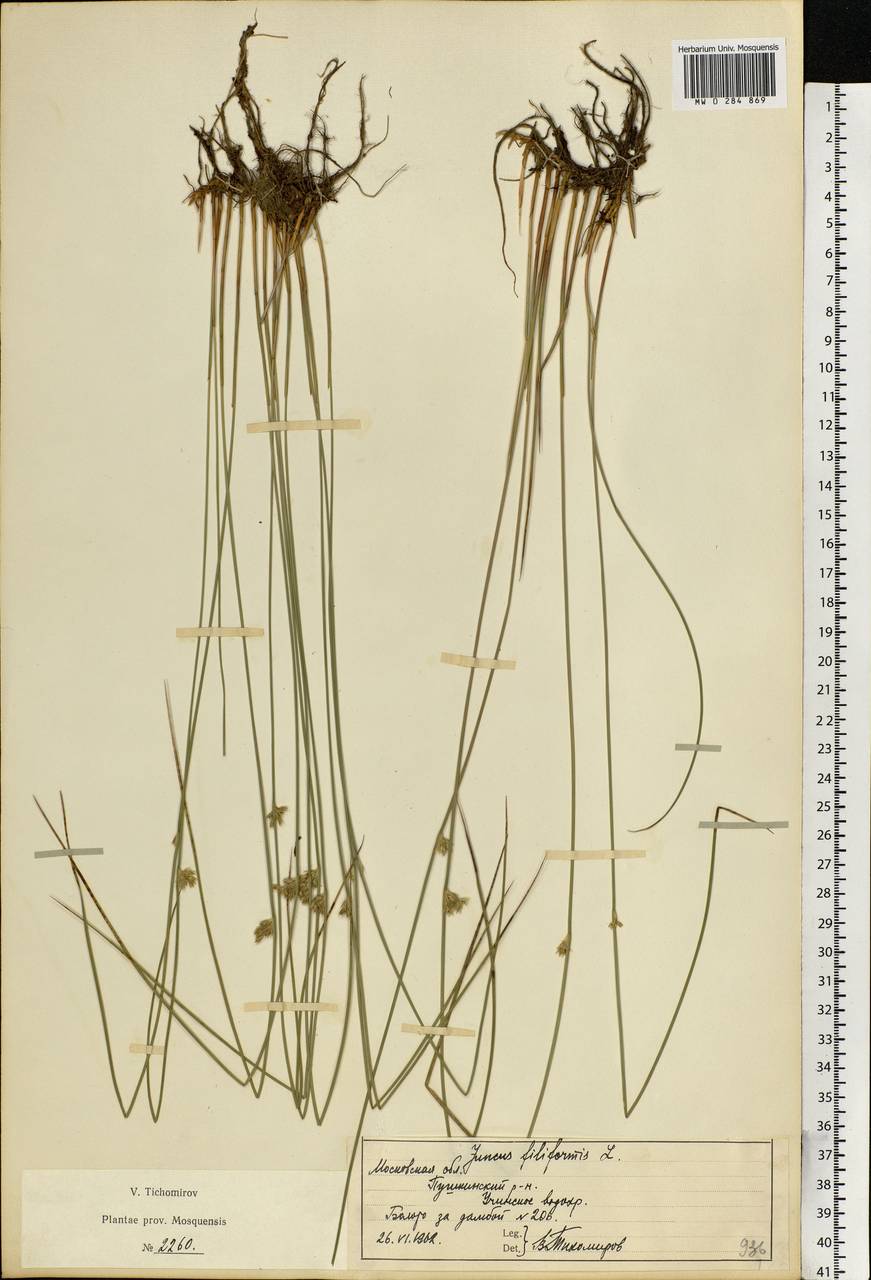 Juncus filiformis L., Eastern Europe, Moscow region (E4a) (Russia)