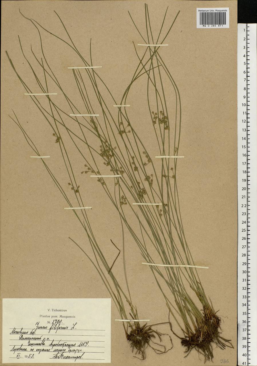 Juncus filiformis L., Eastern Europe, Moscow region (E4a) (Russia)