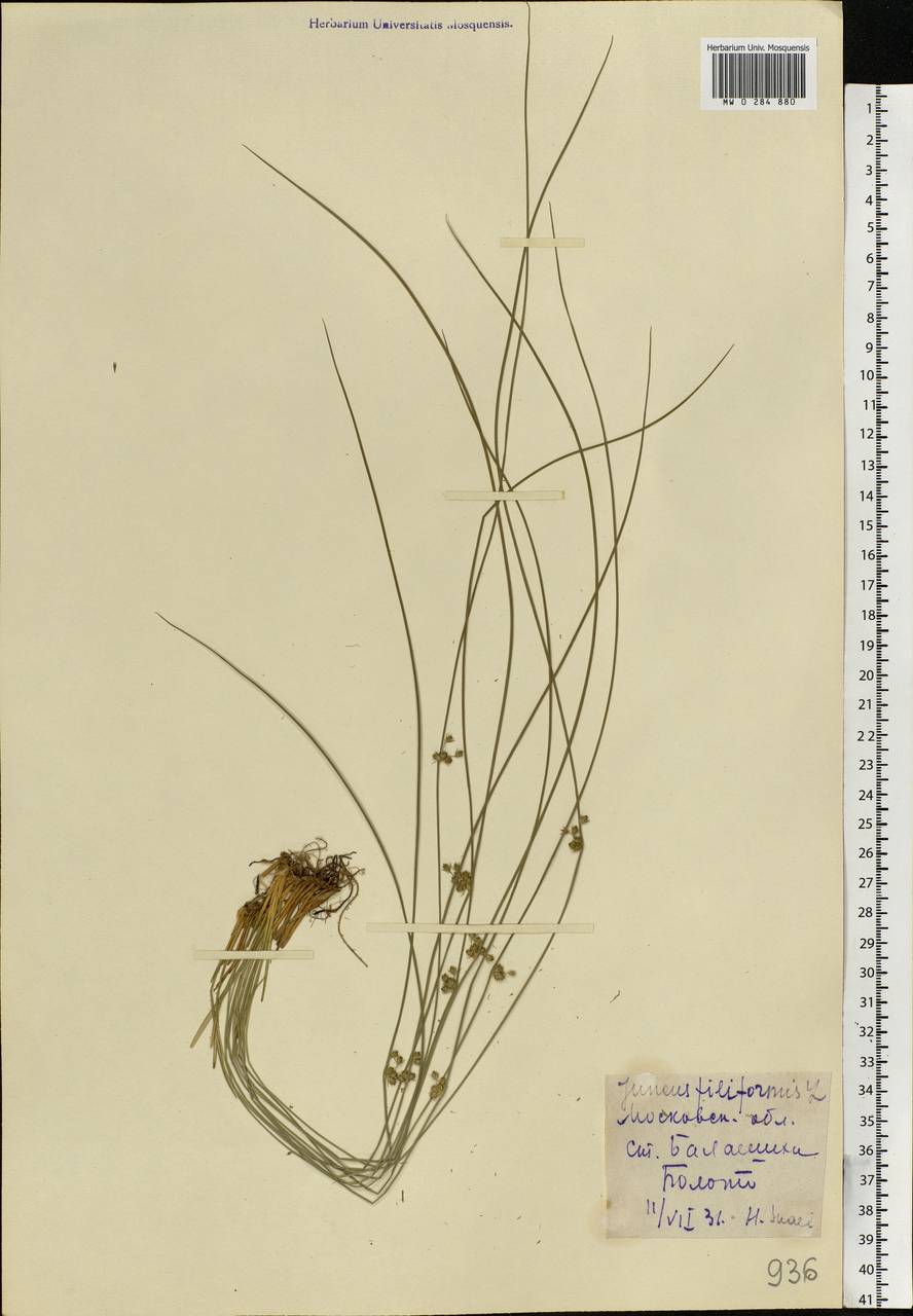 Juncus filiformis L., Eastern Europe, Moscow region (E4a) (Russia)