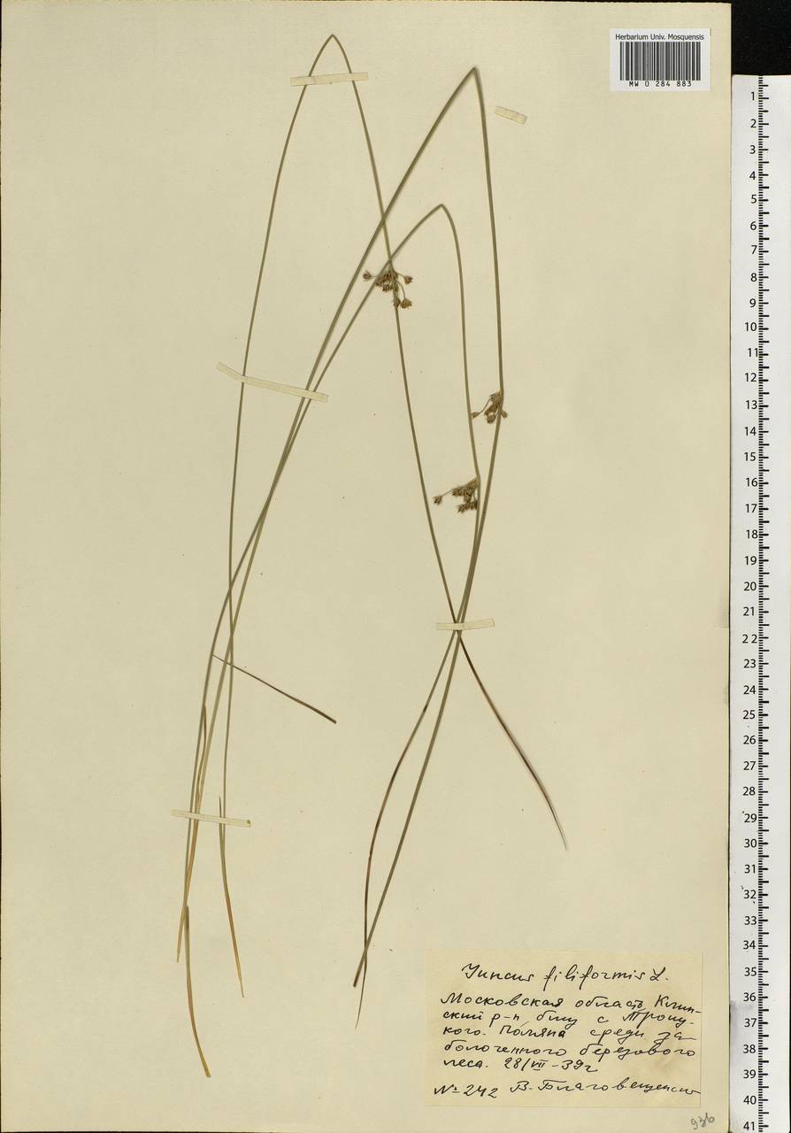Juncus filiformis L., Eastern Europe, Moscow region (E4a) (Russia)