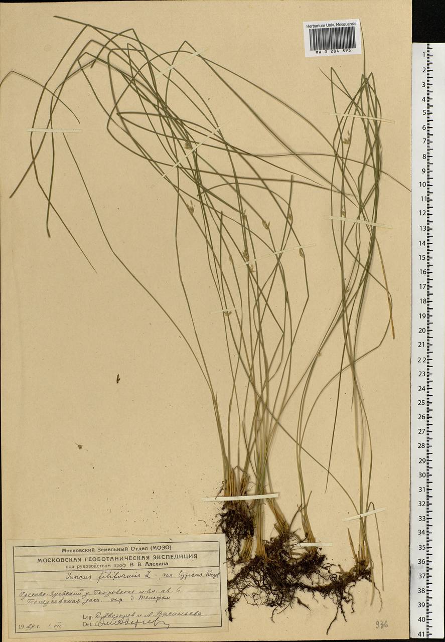Juncus filiformis L., Eastern Europe, Moscow region (E4a) (Russia)