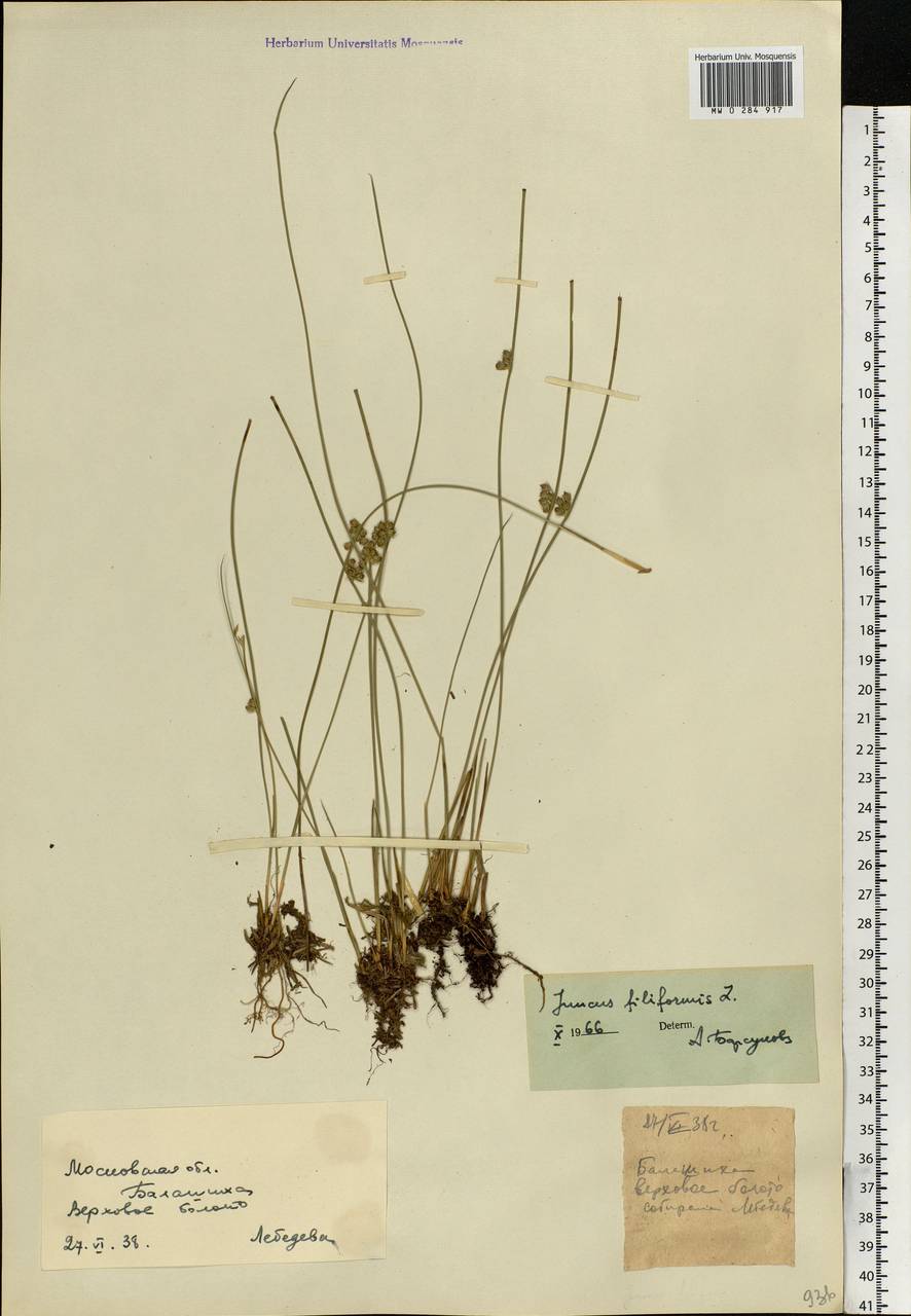 Juncus filiformis L., Eastern Europe, Moscow region (E4a) (Russia)