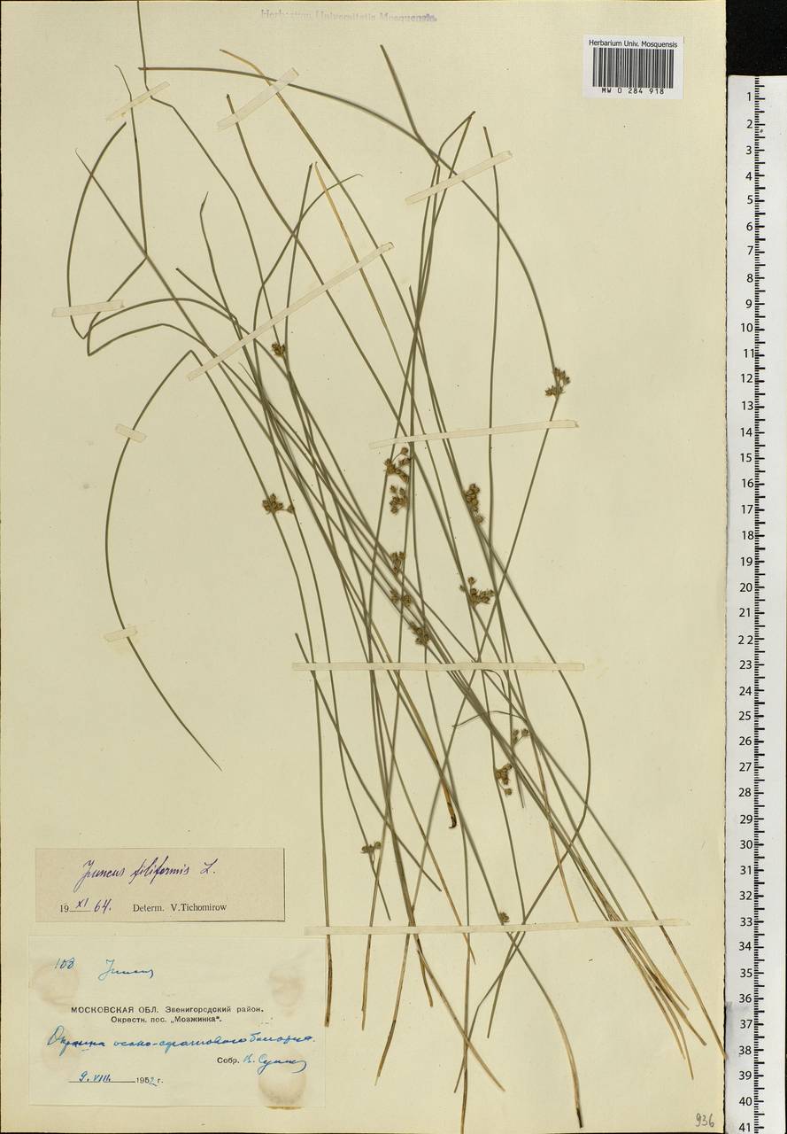 Juncus filiformis L., Eastern Europe, Moscow region (E4a) (Russia)