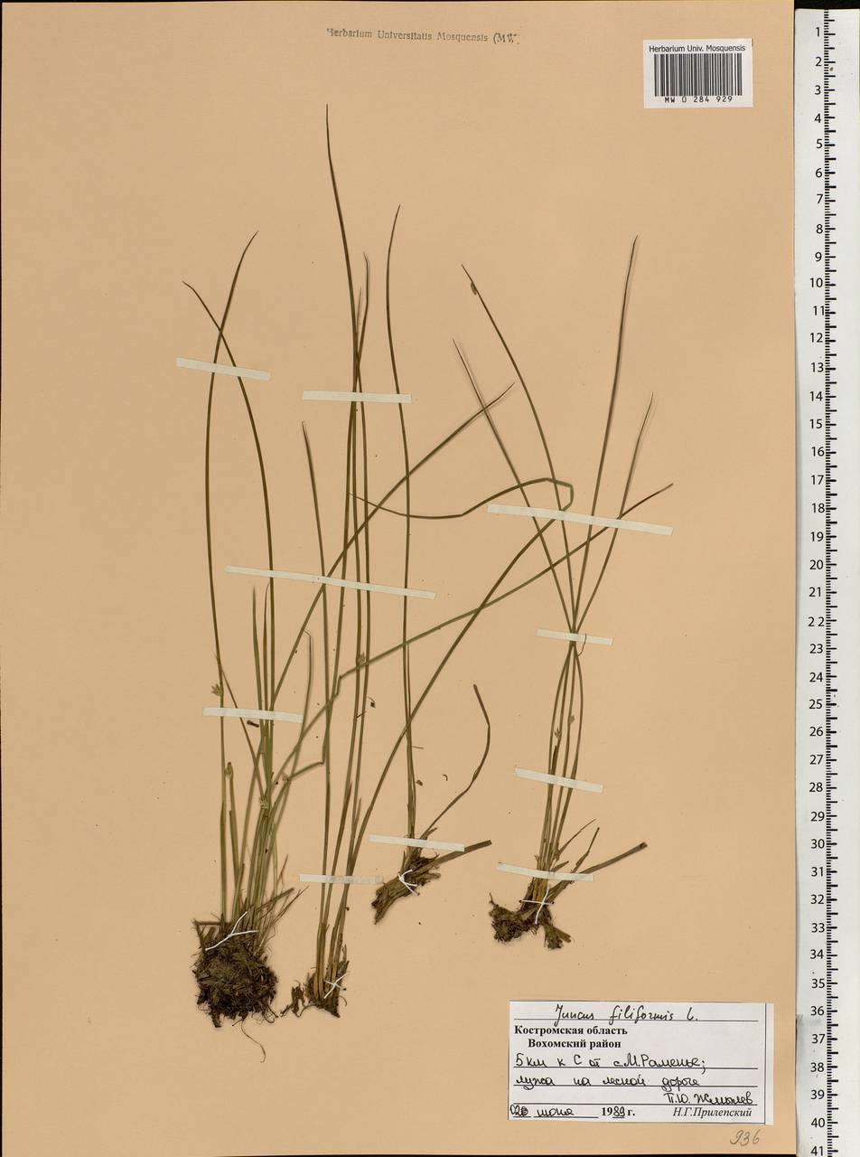 Juncus filiformis L., Eastern Europe, Central forest region (E5) (Russia)