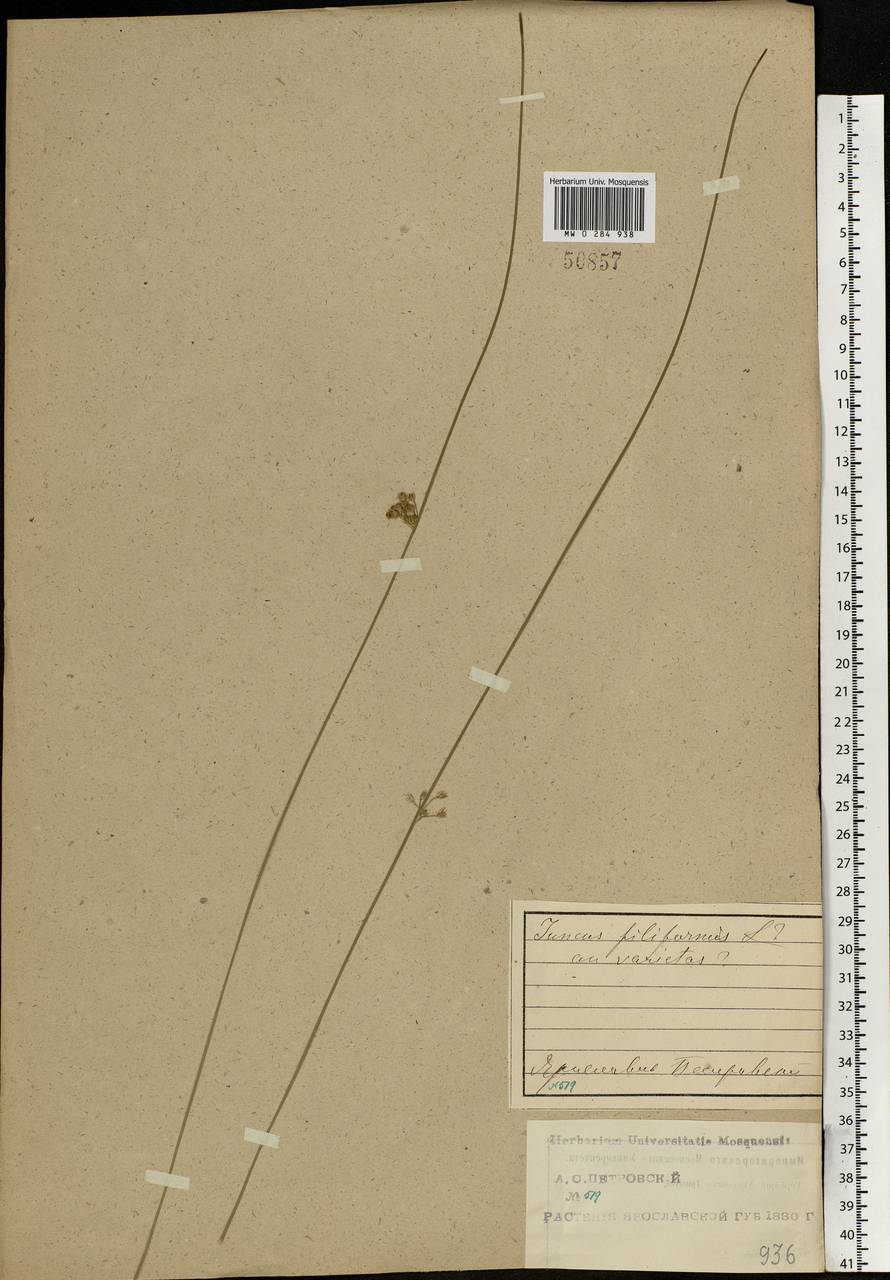 Juncus filiformis L., Eastern Europe, Central forest region (E5) (Russia)