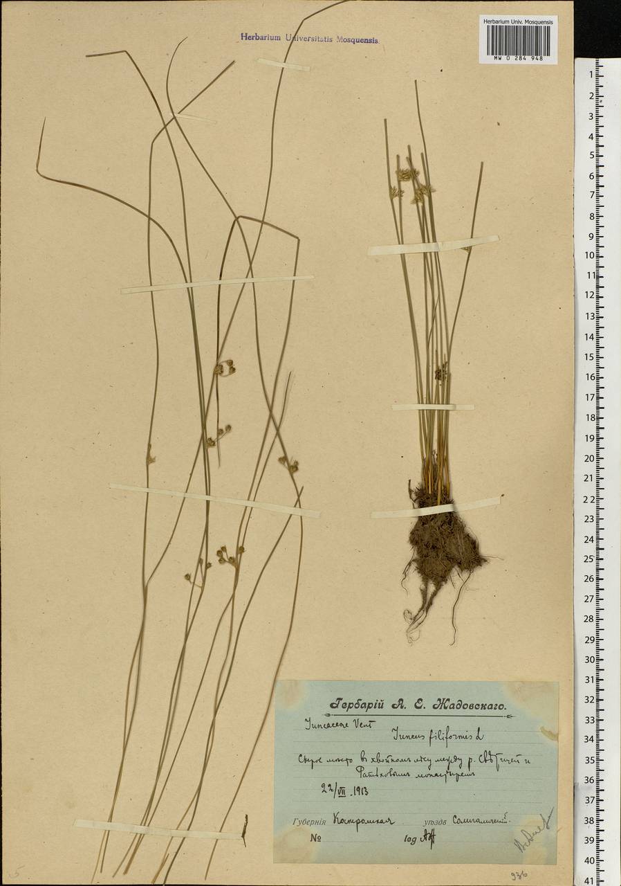 Juncus filiformis L., Eastern Europe, Central forest region (E5) (Russia)