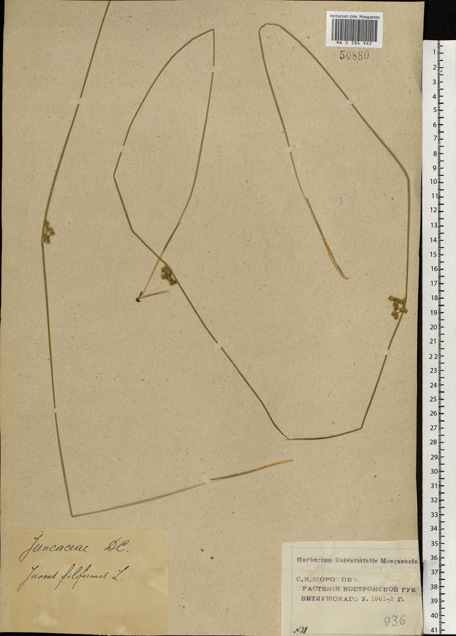 Juncus filiformis L., Eastern Europe, Volga-Kama region (E7) (Russia)