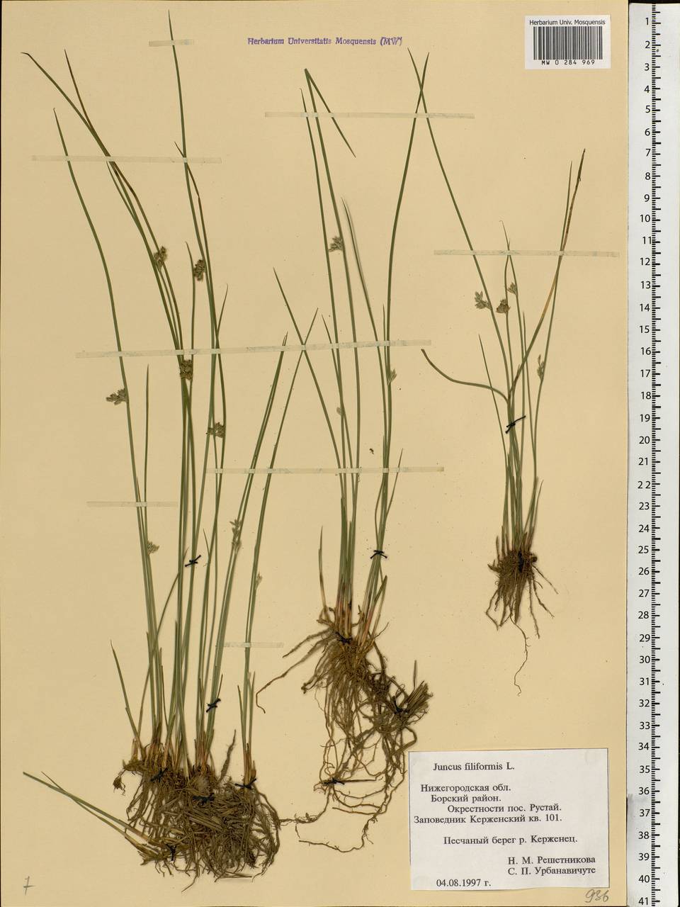 Juncus filiformis L., Eastern Europe, Volga-Kama region (E7) (Russia)