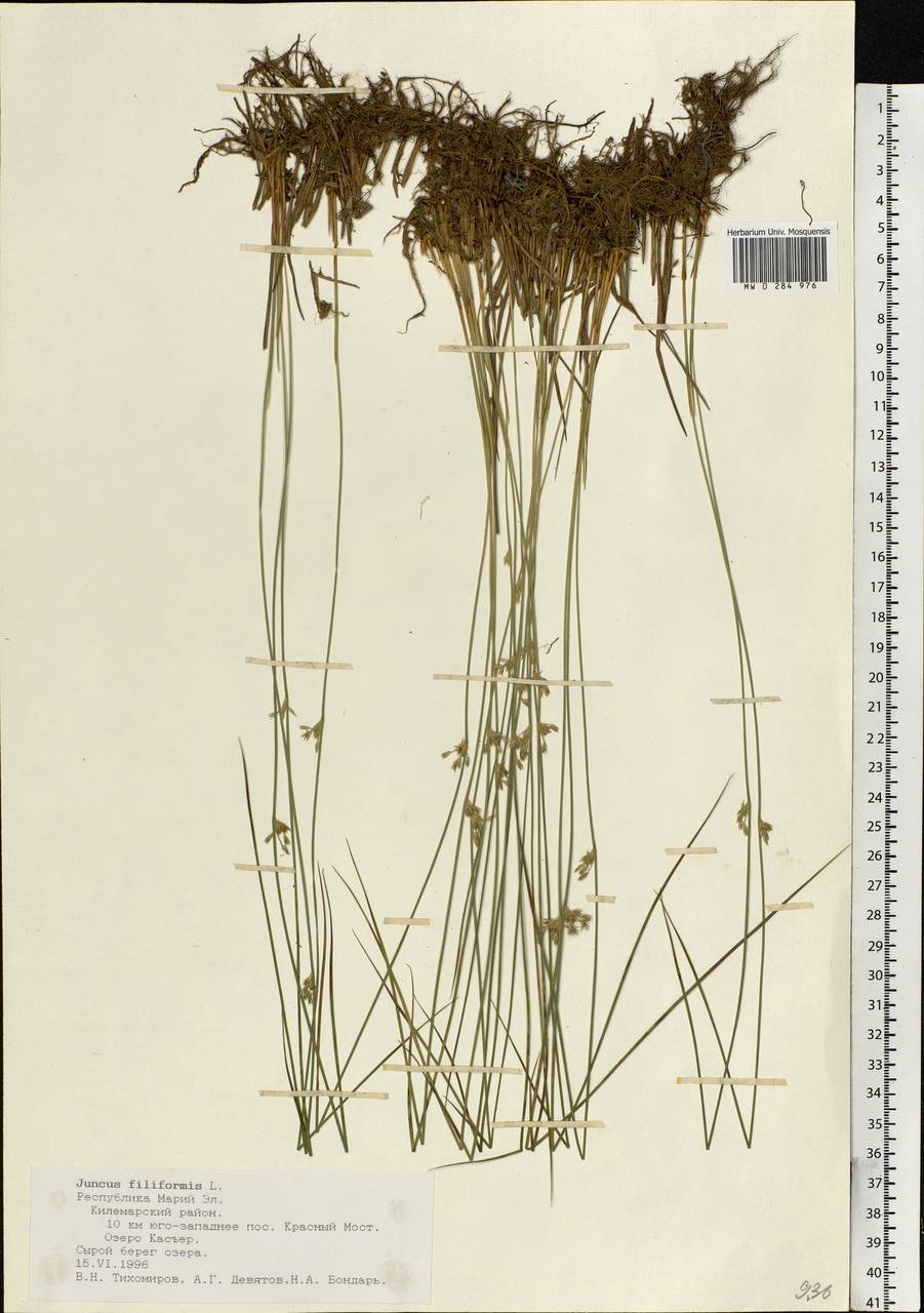 Juncus filiformis L., Eastern Europe, Middle Volga region (E8) (Russia)