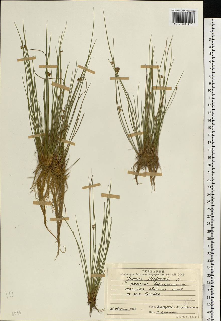 Juncus filiformis L., Eastern Europe, Eastern region (E10) (Russia)