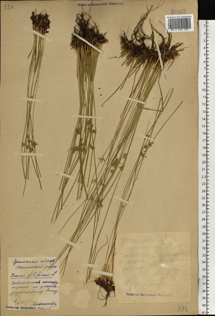 Juncus filiformis L., Eastern Europe, Eastern region (E10) (Russia)