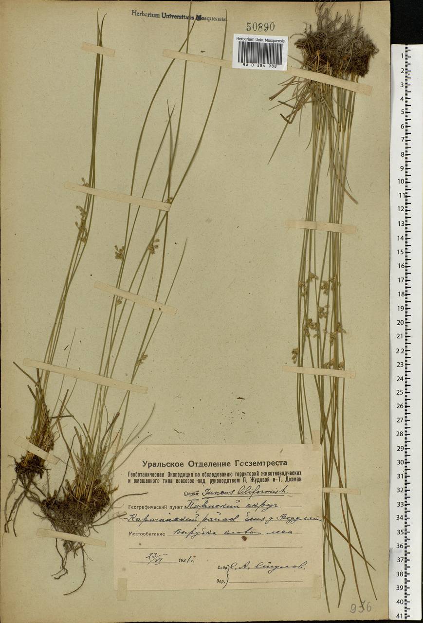 Juncus filiformis L., Eastern Europe, Eastern region (E10) (Russia)