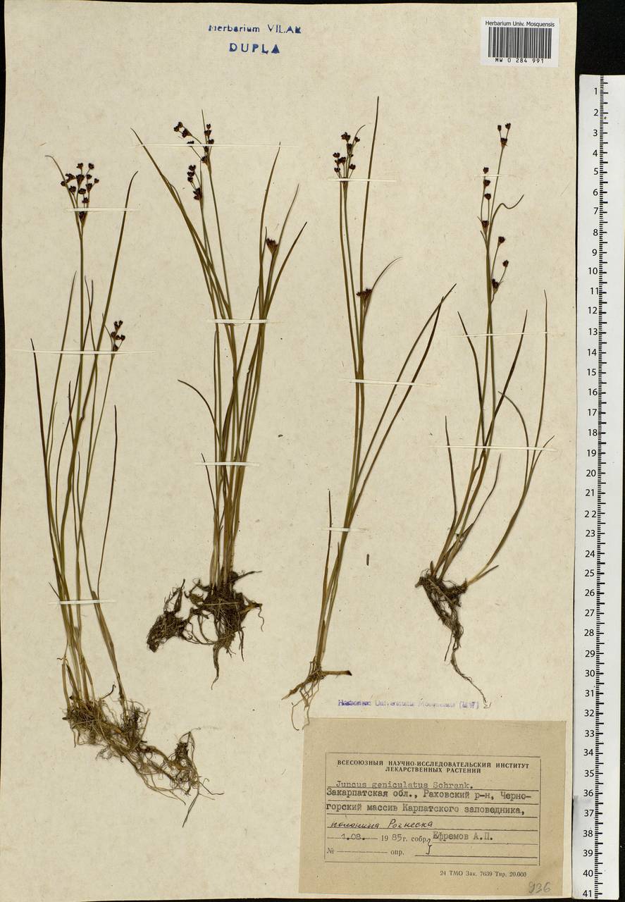 Juncus articulatus subsp. articulatus, Eastern Europe, West Ukrainian region (E13) (Ukraine)