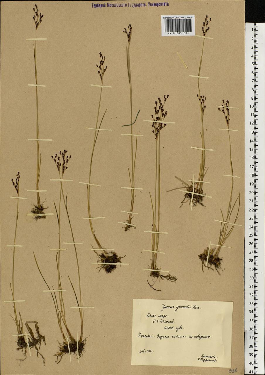 Juncus gerardii Loisel., Eastern Europe, Northern region (E1) (Russia)