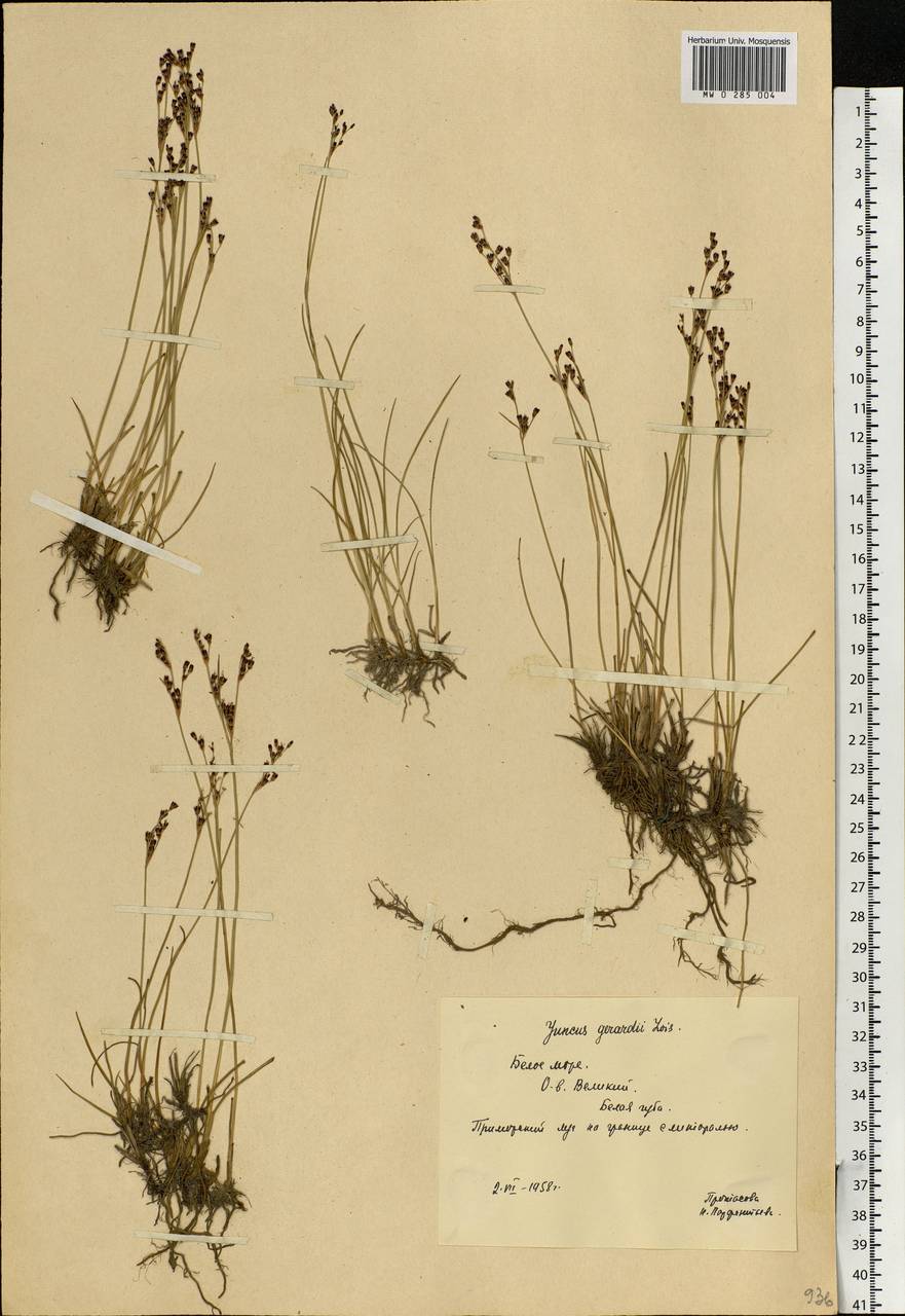 Juncus gerardii Loisel., Eastern Europe, Northern region (E1) (Russia)