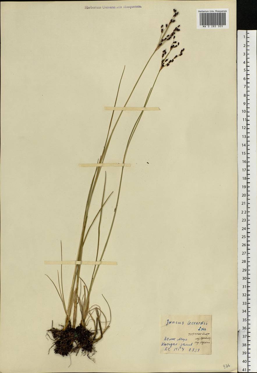 Juncus gerardii Loisel., Eastern Europe, Northern region (E1) (Russia)