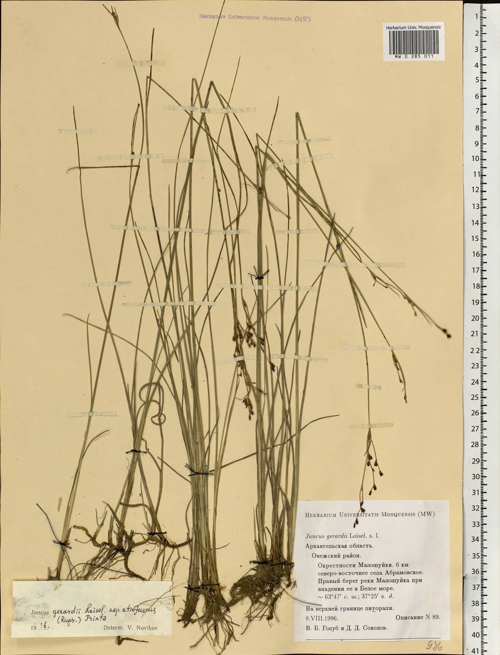 Juncus gerardii Loisel., Eastern Europe, Northern region (E1) (Russia)