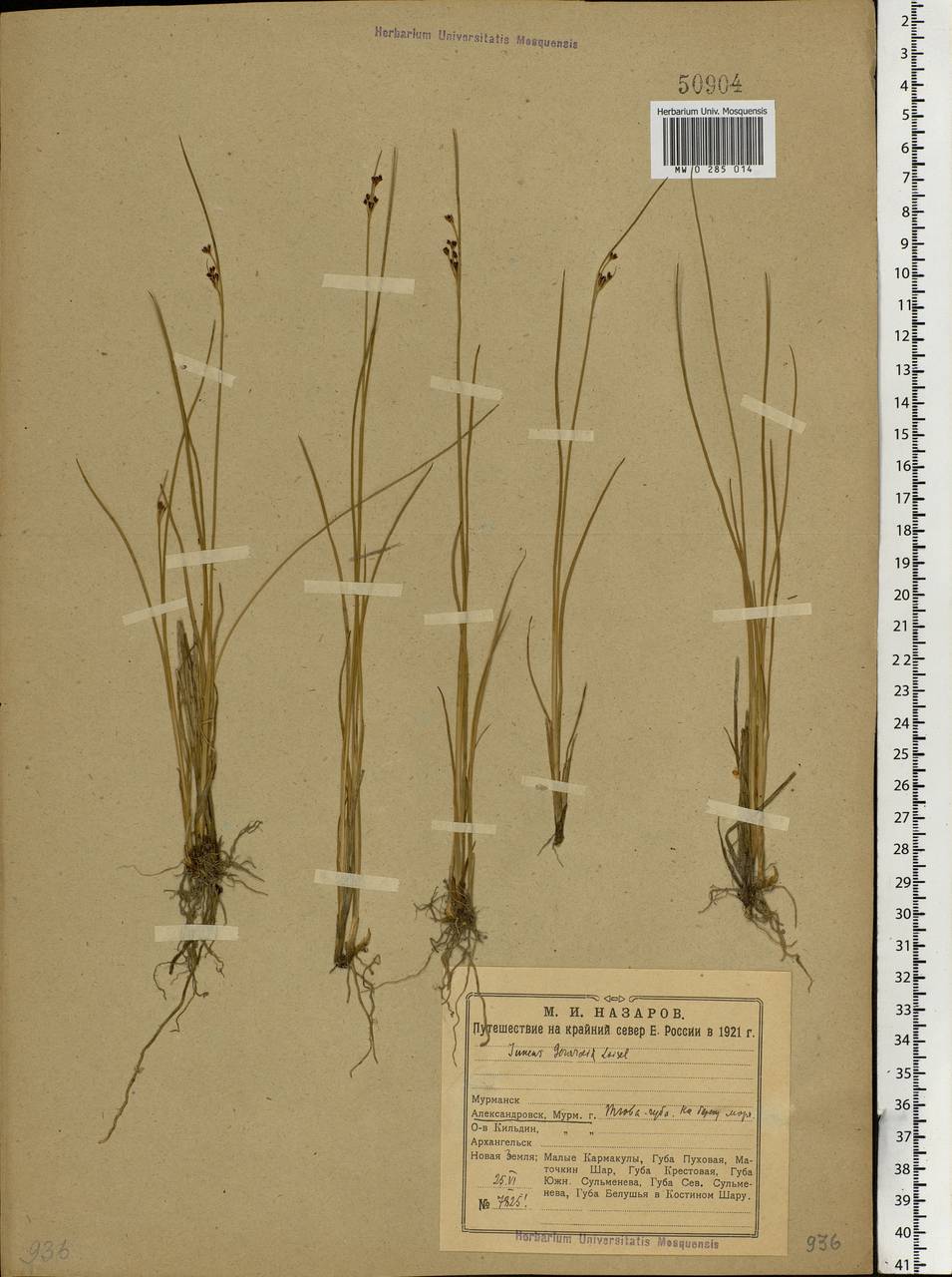 Juncus gerardii Loisel., Eastern Europe, Northern region (E1) (Russia)