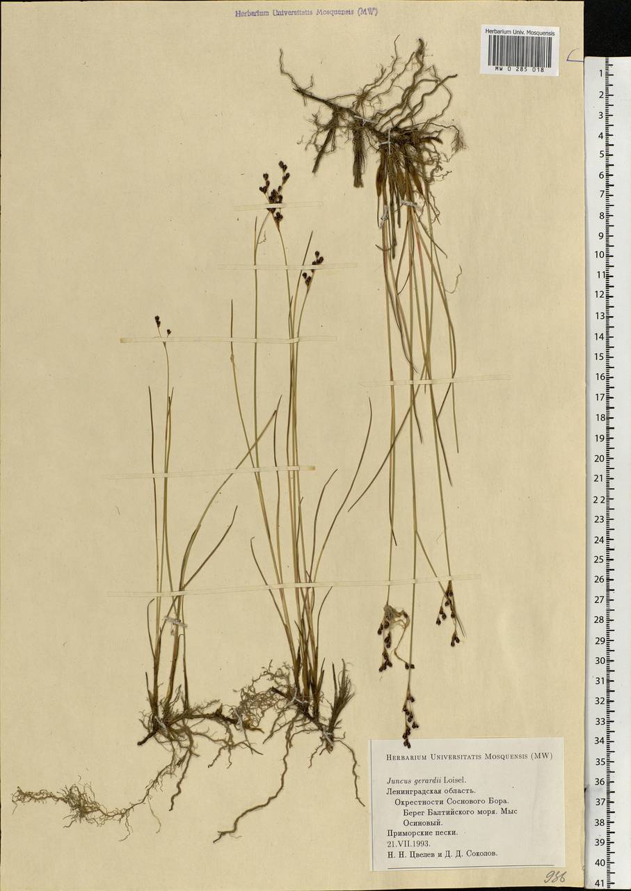 Juncus gerardii Loisel., Eastern Europe, North-Western region (E2) (Russia)