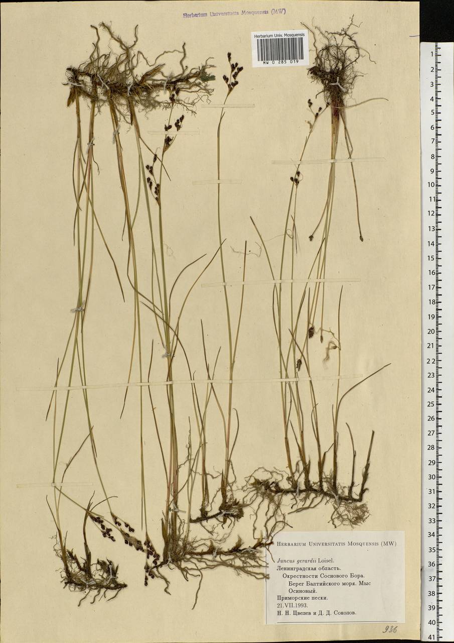 Juncus gerardii Loisel., Eastern Europe, North-Western region (E2) (Russia)