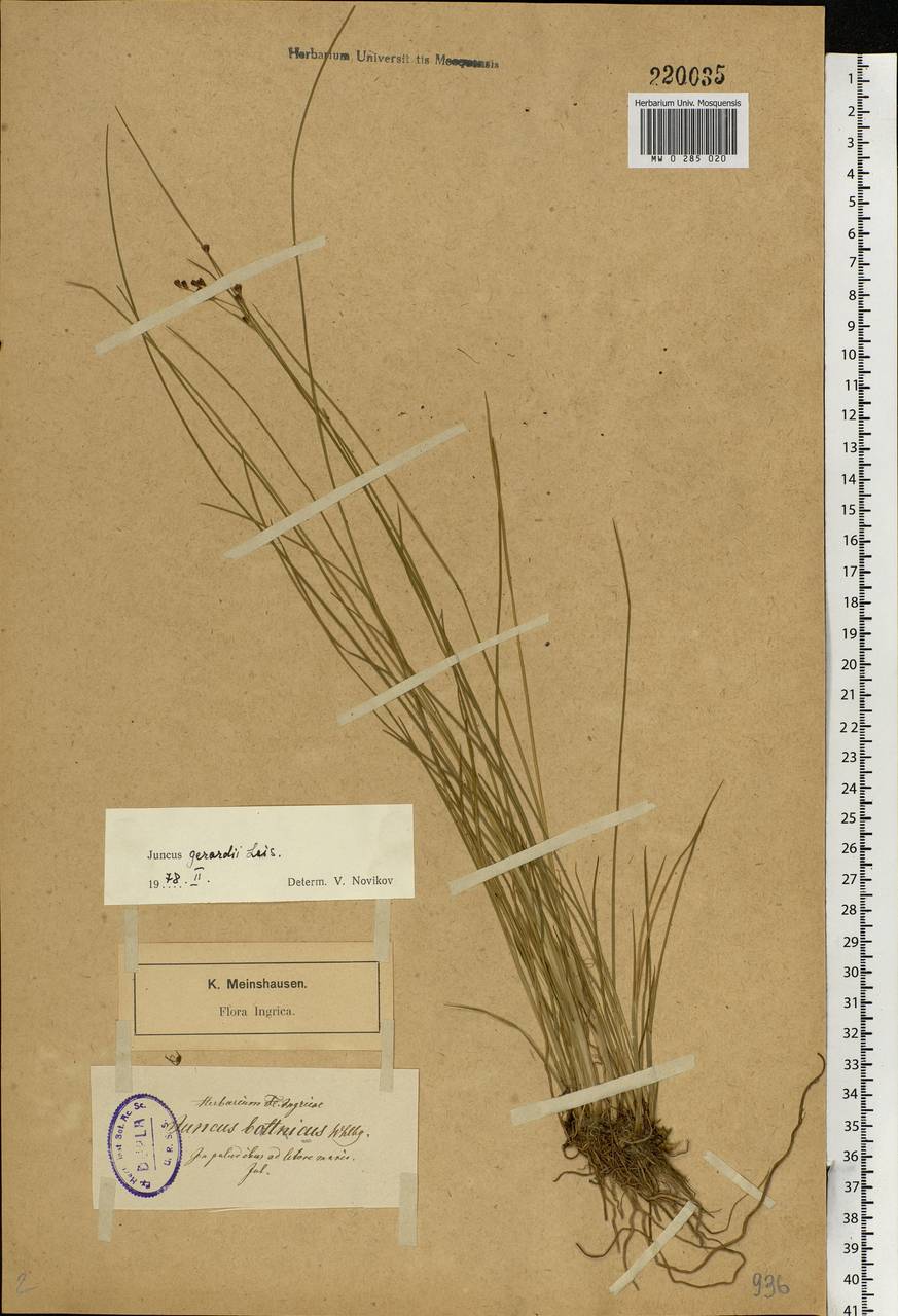 Juncus gerardii Loisel., Eastern Europe, North-Western region (E2) (Russia)