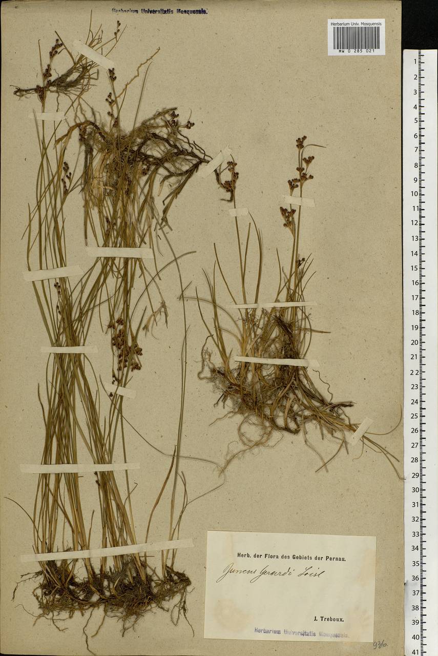 Juncus gerardii Loisel., Eastern Europe, Estonia (E2c) (Estonia)