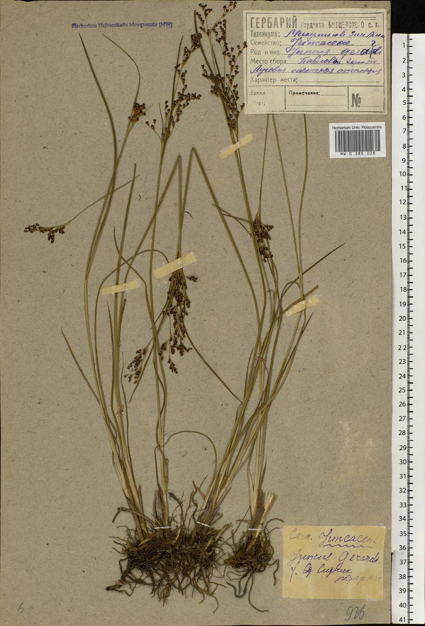 Juncus gerardii Loisel., Eastern Europe, Central forest-and-steppe region (E6) (Russia)