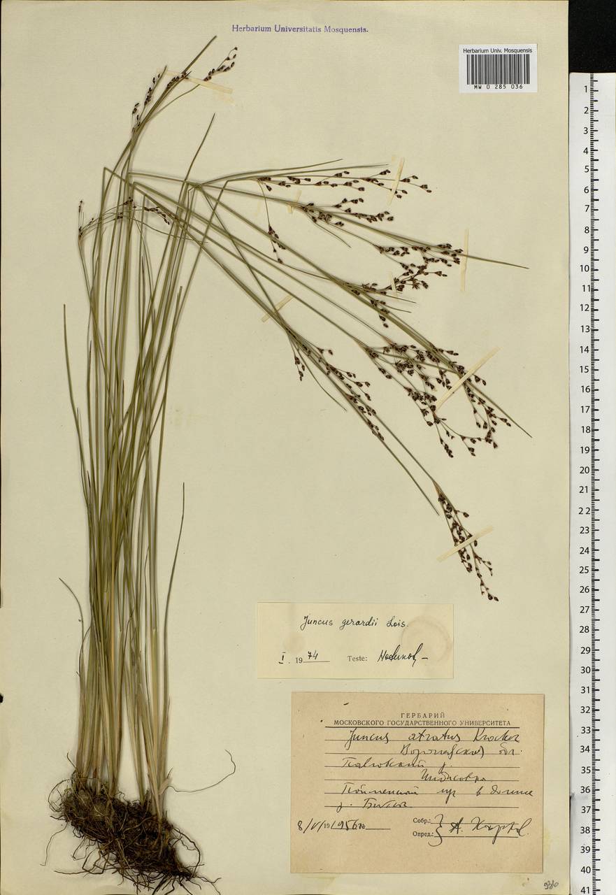 Juncus gerardii Loisel., Eastern Europe, Central forest-and-steppe region (E6) (Russia)